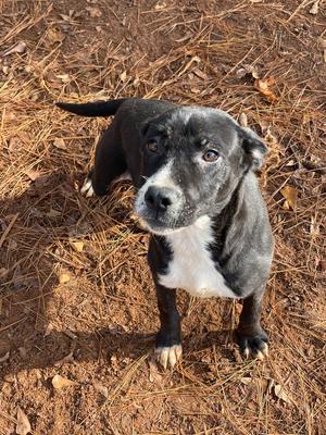 Andy *In Foster*, Labrador Retriever, young, available for adoption