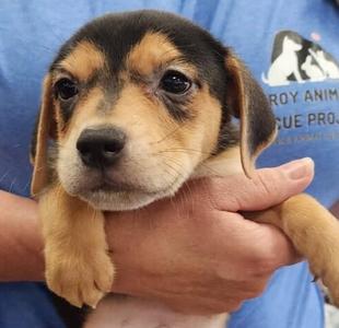 Aaron (Born 04/02/26), Terrier (Unknown Type, Small), puppy, available for adoption