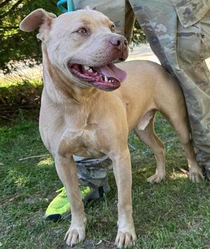 Andre, Pit Bull Terrier, adult, available for adoption
