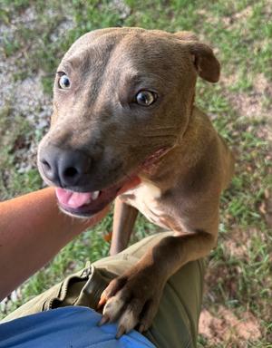 Bailey (Born 02/26/2026), Pit Bull Terrier, puppy, available for adoption