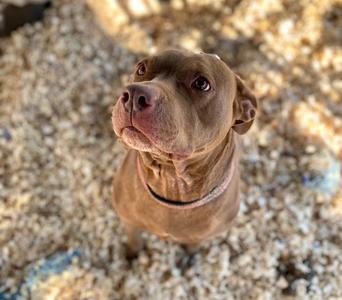 Amber (Senior), Pit Bull Terrier, adult, available for adoption