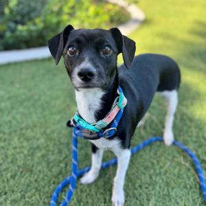 Diamond - City of Industry Location, Terrier, adult, available for adoption