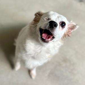 a white dog with brown ears looking up with its mouth open