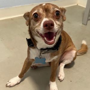 Jazzy - Costa Mesa Location, Chihuahua, adult, available for adoption