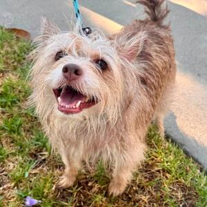 Daisy - Costa Mesa Location, Terrier, adult, available for adoption