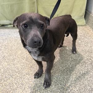 Jam - Chino Hills Location, Dachshund, adult, available for adoption