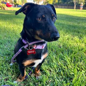 Frank Langdon - Costa Mesa Location, Dachshund, adult, available for adoption