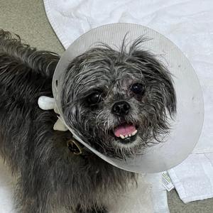 Bean - Costa Mesa Location, Pug, adult, available for adoption