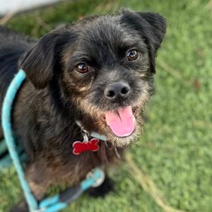 Fetch - City of Industry Location, Terrier, adult, available for adoption