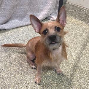 a small brown dog with large ears sitting on a concrete floor