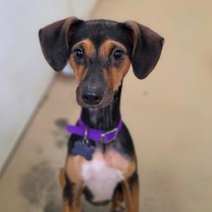 Jessie-City Of Industry Location, Beagle, adult, available for adoption