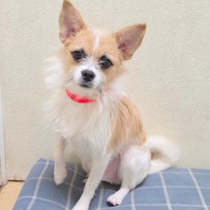 A small dog with a red collar sitting on a blue and white checkered blanket.