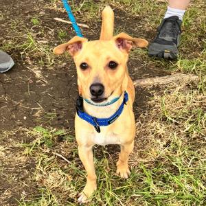 Chowder - Chino Hills Location, Chihuahua, adult, available for adoption