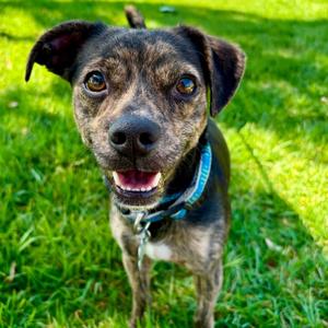 Bronson - City of Industry Location, Terrier, adult, available for adoption