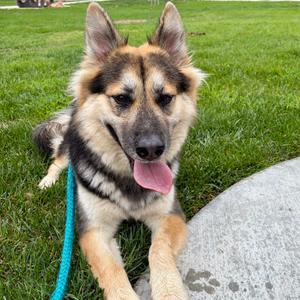 Bellie - Costa Mesa Location, Shepherd, German, adult, available for adoption