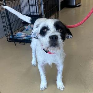 Frankie - City of Industry  Location, Terrier, Border, adult, available for adoption