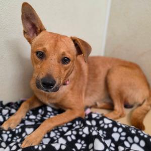 Ahmad - City of Industry Location, Terrier, adult, available for adoption