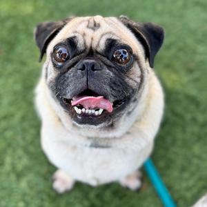 Bob - City of Industry Location, Pug, adult, available for adoption