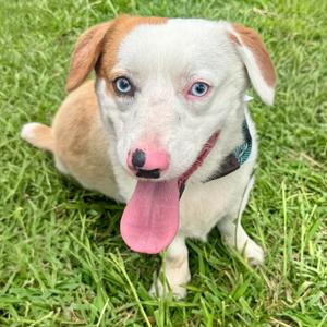 Astro - City of Industry Location, Corgi, Pembroke Welsh, adult, available for adoption