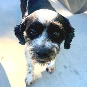 Burt - City of Industry Location, Lhasa Apso, senior, available for adoption
