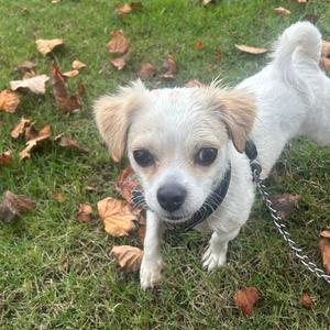 Beanie - Costa Mesa Location, Terrier, Jack Russell, adult, available for adoption
