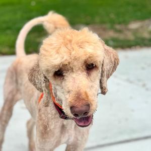 Cabel -City of Industry Location, Poodle, Standard, adult, available for adoption