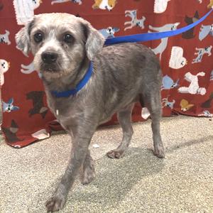Jackie - City of Industry Location, Schnauzer, adult, available for adoption