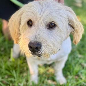 Chandler Bing - Chino Hills Location, Poodle, Miniature, adult, available for adoption