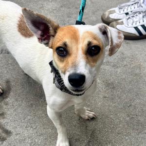Cassie Mckay - City of Industry Location, Terrier, Jack Russell, adult, available for adoption