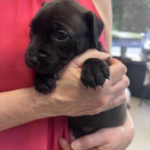 Dawn B, American Bully, puppy, available for adoption