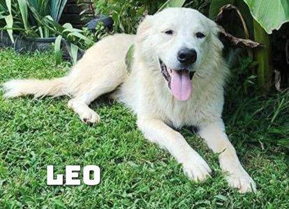 Leo, Great Pyrenees, young, available for adoption