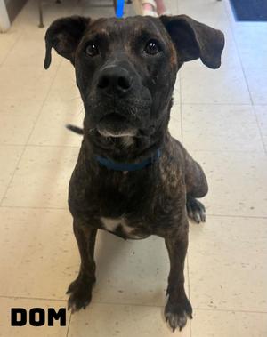 Dom, American Bully, adult, available for adoption