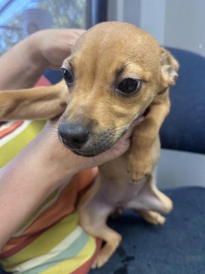 Dora C, American Bully / Chihuahua, young, available for adoption