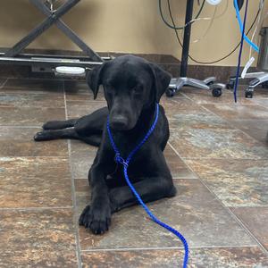 Dale, Black Labrador Retriever, young, available for adoption