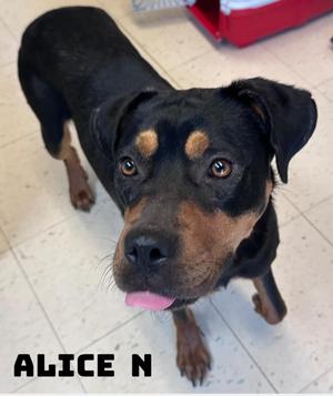 Alice N, Rottweiler / Shepherd, adult, available for adoption
