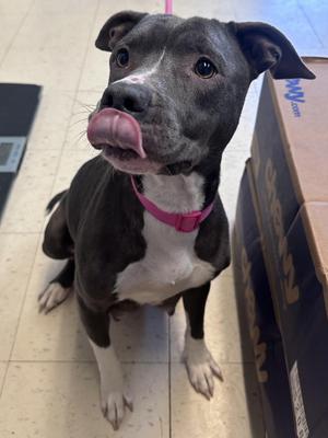 Athena D, American Bully / Mixed Breed, adult, available for adoption