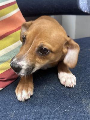 Hugh C, American Bully / Chihuahua, young, available for adoption
