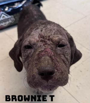 Brownie T, American Bully / Cane Corso, young, available for adoption