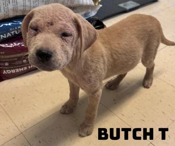 A light brown puppy standing on a tiled floor, looking slightly downward. The puppy has a slightly scruffy coat and a black nose. The name "BUTCH T" is written in bold black letters at the bottom right corner of the image.