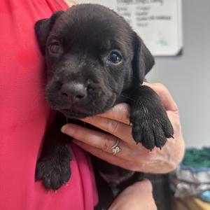 Andrew B, American Bully, puppy, available for adoption