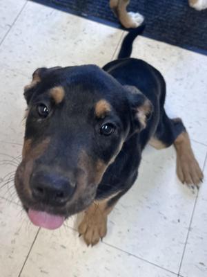 Dipper, Rottweiler / Shepherd, young, available for adoption