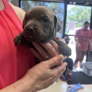 Audrey B, American Bully, puppy, available for adoption
