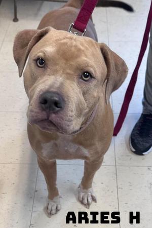 Aries H, American Bully, adult, available for adoption