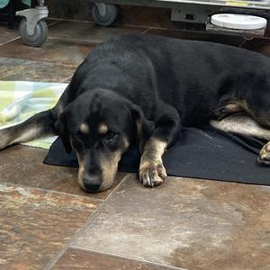 Brennen, Black Labrador Retriever, young, available for adoption