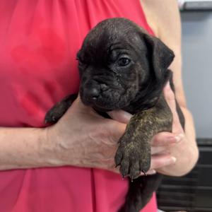 Benton B, American Bully, puppy, available for adoption