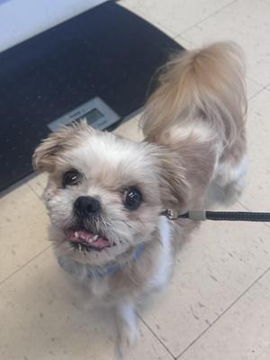 A small, fluffy dog with light brown and white fur is standing on a tiled floor. The dog has a happy expression, with its mouth open and tongue slightly out. It is wearing a blue collar and is attached to a black leash. In the background, there is a black scale with a digital display.