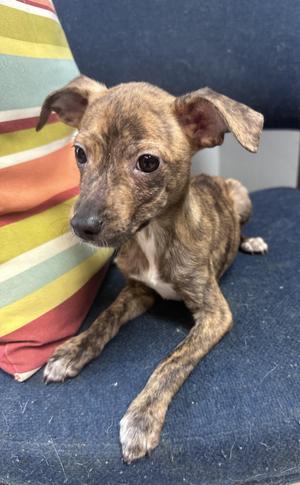 Holly C, American Bully / Chihuahua, young, available for adoption