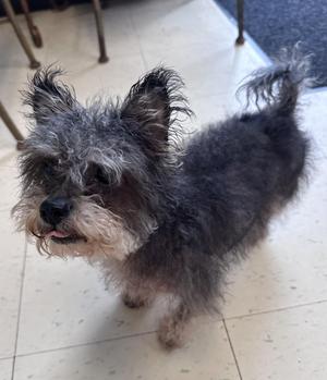 Buddy W, Yorkshire Terrier / Miniature Poodle, senior, available for adoption