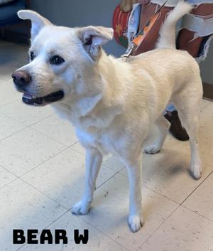 A white dog standing on a tiled floor, wearing a harness and leash. The dog has a light-colored coat, perked ears, and a black nose. The name "BEAR W" is written in bold letters at the bottom left of the image.