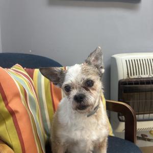 Ella, Shih Tzu, senior, available for adoption